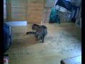 helicopter cat