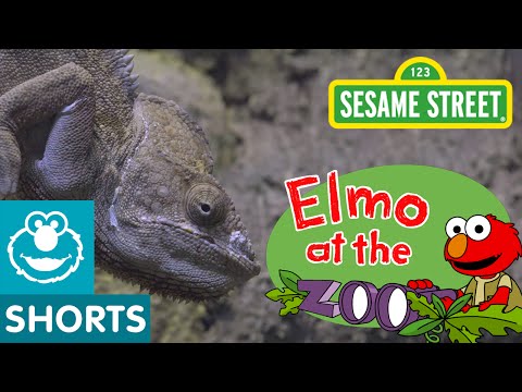 Sesame Street 02 - What do Zoo Animals Eat Thumbnail