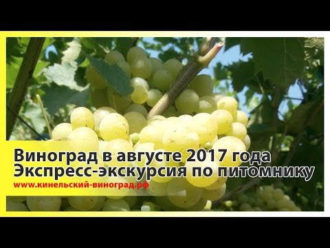 Виноград в августе 2017 года. Экспресс-экскурсия по питомнику