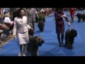 Wystawa w Long Beach, Bouvier des Flandres