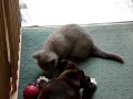 Boxer Puppy and Kitten sharing Dental care