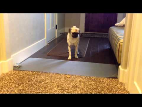 Silly dog cant go into the bedroom