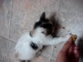 angry kitten dont touch her food