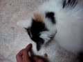 angry kitten, dont touch her food