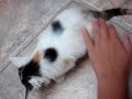angry kitten dont touch her food