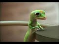 The Geico Gecko