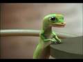 The Geico Gecko
