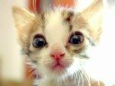 Cute and Sweet Cat Video Cute and Sweet Cat Video