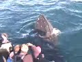 Humpback Whale Close Encounter