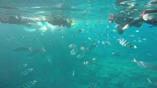 hd video in okinawa snorkeling whit tropical fish and great reef coral