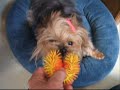 Yorkie Gone Crazy