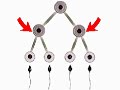 How the Body Works Immature Male Sex CellsImmature sex cells, or spermatogonia, in the testes divide by mitosis and become primary spermatocytes.  Each one then divides by meiosis, a cell division peculiar to the reproductive organs, to form two secondary spermatocytes, each containing half the full number of chromosomes.  A second meiotic division splits each spermatocyte into two spermatids, which then mature into sperm.