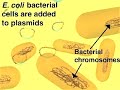 Plasmid Cloning Plasmid Cloning