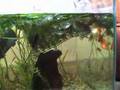 culori guppy