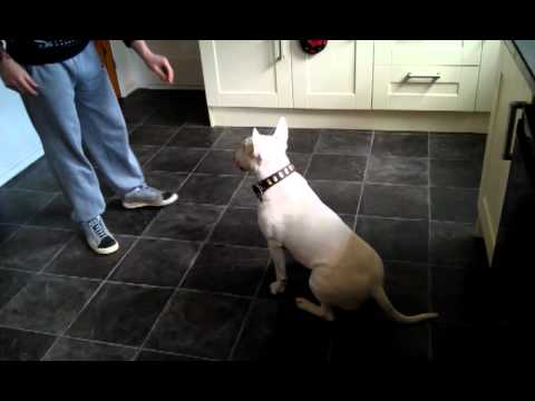how to train bull terrier