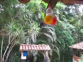 Beija-flor / Kolibrie