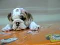videos de Bulldog ingles Macho STA REF:165