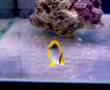 Chaetodon Melannotus
