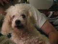 Sassie The Blues Dog Sings 