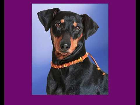 Bernsteinketten für Hunde - gegen Zecken und Flöhe am Hund