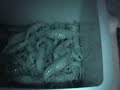 Huge crawdads at ririe resoivore