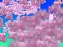 Hanami Sakura2 (slow) AS
