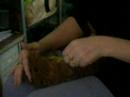 Guinea Pig tummy rub Guinea Pig tummy rub