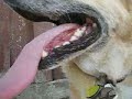 3 Legged Dog Jerry Catches Frisbee & Lifts Leg to Pee