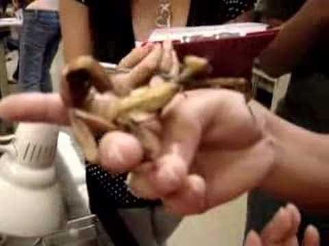Australian Leaf Insect. Female