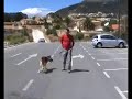 educacion canina adrican-calpe tuya-pastor