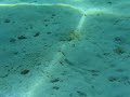 Sogliola Sogliola