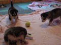 Alaskan Malamute Puppies 25 days