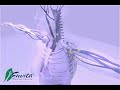 angiogenesis