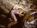 Anaconda vs Caiman. Anaconda kills Caiman and devours it.