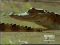 anaconda vs caiman  anaconda kills caiman and devours it 