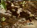Anaconda vs Caiman. Anaconda kills Caiman and devours it.