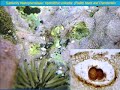 - 1/08 - Raphael Rodriguez - Coralline Algae - Pt. 1 -