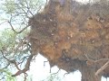 Sociable Weaver Bird