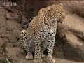 Big cat experts find and follow two cute leopard cubs - BBC wildlife