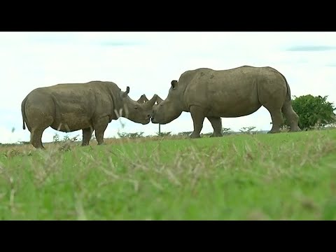 Breitmaulnashorn-Embryo erstmals im Labor erzeugt