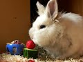 ? THE CUTEST BUNNY IN THE WORLD ?