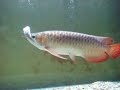 super red arowana eat a mouse super red arowana eat a mouse