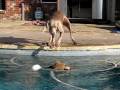 2009-01-06 | Weimaraner in distress! ~> Our 10 month old Weimaraner, Steele, has dropped his favorite toy ... (00:38)