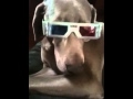 Funny doggie