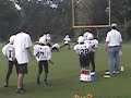 Cougars v. Panthers