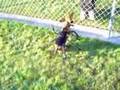 Dachshund Weenie Dog Barking Spiders