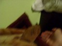 Szale?stwa Gucia Szale?stwa Gucia