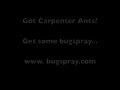 carpenter ants love this bait. just set it out and let them eat it. within a few days the nest will be dead.