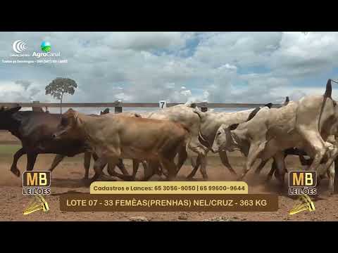 533� LEIL�O VIRTUAL MB LEIL�ES