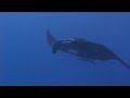 raie manta ray clin d'oeil noumea Nouvelle-Caledonie Nouméa